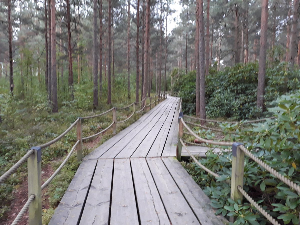 JKormu's tweet photo. Tänään taittui osa työmatkasta pitkospuita pitkin #kävelykilometrikisa #walkvtvwalk #vtvyhdessä #haaga https://t.co/fEmMEUnp2v