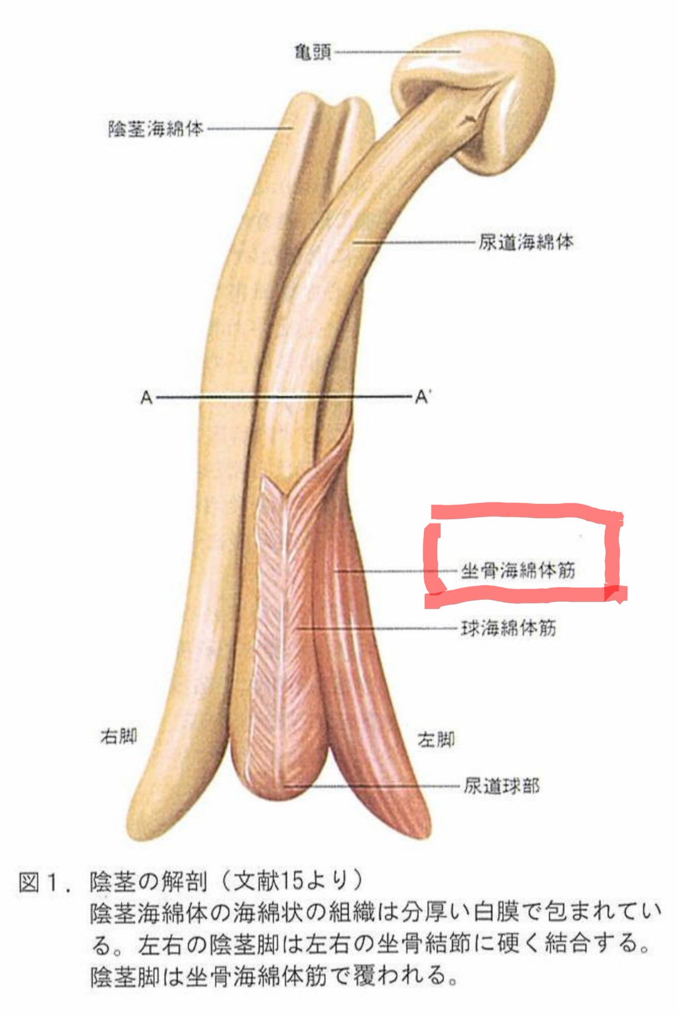 Tengaドクター福元 勃起力を高めるには 坐骨海綿体筋を鍛える 坐骨海綿体筋とはぺニスの海綿体と骨盤の坐骨を繋げペニスを勃たせる筋肉 勃起時 ぺニスに力を入れると勃起力が増すのがわかるはず マスターベーションはトレーニング 10秒間 力を入れて