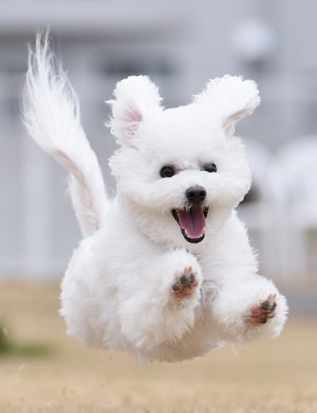 世界のワンちゃん図鑑 No Twitter ボロニーズ イタリア原産の犬種 おしゃれな犬としてイタリアの貴族に 愛されていたそうです 素直で控えめな性格の子が多いそうです