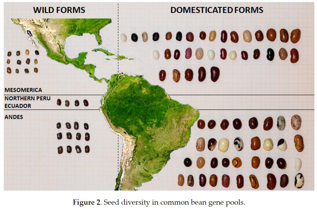 JorgeCBerny's tweet photo. Nice common bean picture from Crop Improvement of Phaseolus spp. Through Interspecific and Intraspecific Hybridization
https://t.co/e6qVUu43CT https://t.co/db5qtZnMM4