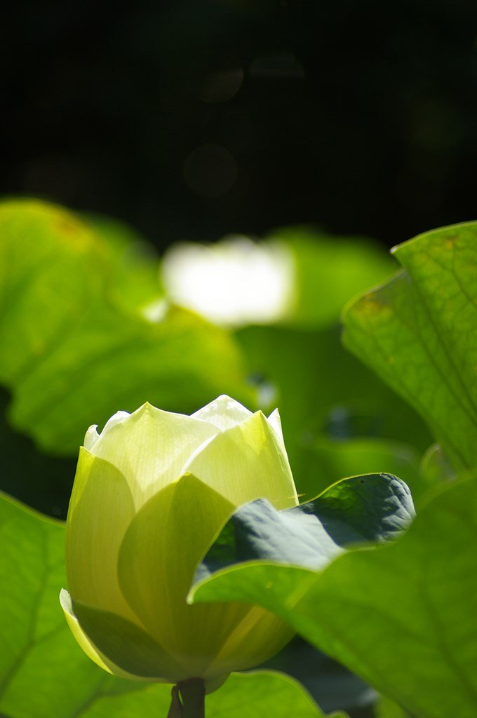 hourounotabibit's tweet photo. 蓮の写真もこれで最後かな？
本日の使用機材 PENTAX K100D Super + TAMRON AF 70-300mm F/4-5.6 LD Model 472D
#写真好きな人と繋がりたい #蓮 #櫻堂薬師 #PENTAX #K100DS https://t.co/V39DlyR6RR