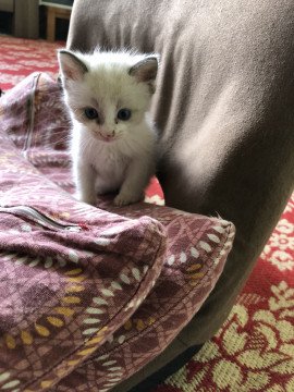 ネコジルシ里親募集 四国地方 Twitter ನಲ ಲ かわいい生後1カ月の子猫です 徳島県 生後1ヶ月 の 不明 ちゃんです 猫 ネコ 里親 里親募集 徳島県 拡散希望 詳細 T Co Hswl6lhsbf 写真 ネコジルシ里親募集 四国地方 Twitter ನಲ ಲ かわいい生後1カ月の子猫です 徳島県 生後1ヶ月 の 不明 ちゃんです 猫 ネコ 里親 里親募集 徳島県 拡散希望 詳細 T Co Hswl6lhsbf 写真