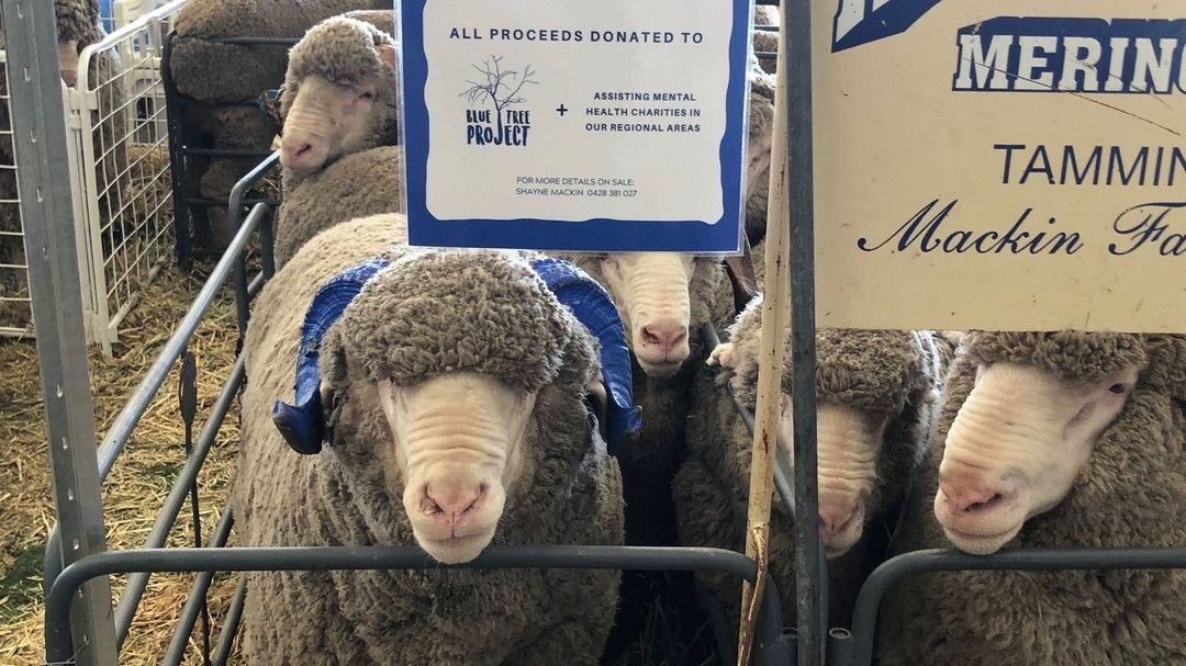 CSBPfertilisers's tweet photo. 'Muka' the ram is helping to start conversations about mental health, and will be auctioned at the Kamballie Merinos ram sale on 11 September. Proceeds will be donated to the #bluetreeproject and other regional mental health charities. #CSBPFertilisers #CSBPdiscovermore https://t.co/NyY0pBjsQO