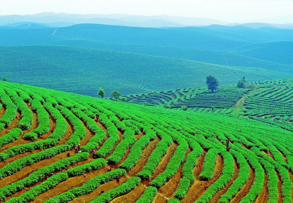 DiscoverBanna's tweet photo. On August 27th, the Dadugang  tea garden in Jinghong City, #Xishuangbanna was awarded the “World's Largest  #Tea #Garden” by the World Record Certification Organization (WRCA), with a certificate of 65,246 mu. #Yunnan #China #travel https://t.co/WltiQsOSOJ