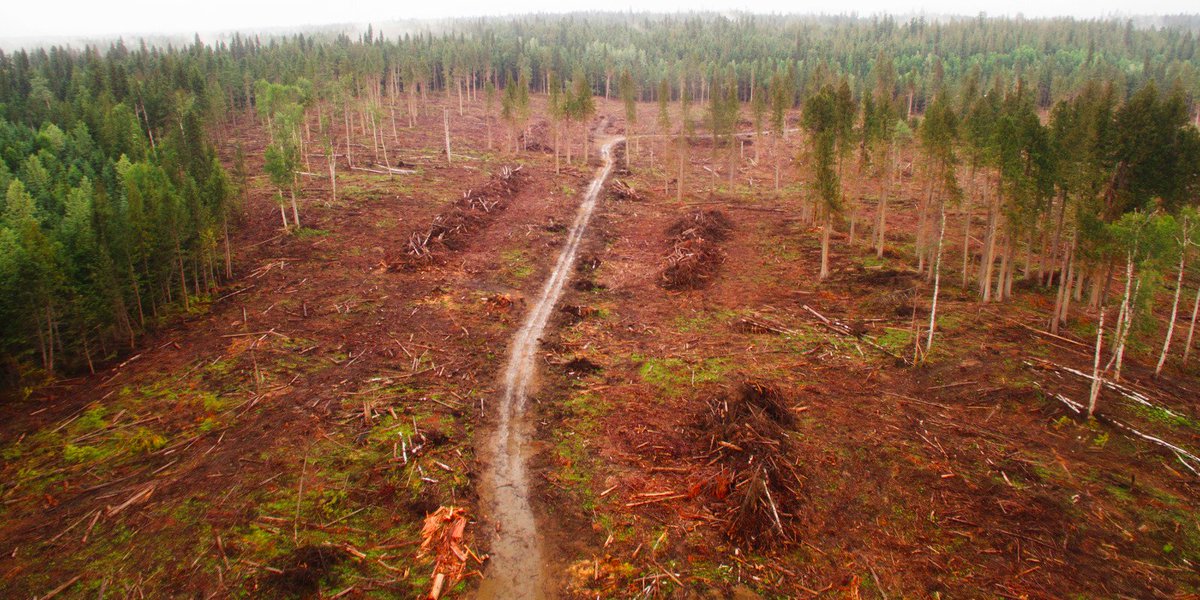 cascadiamag's tweet photo. ICYMI: Timber companies in northern BC are destroying a rare inland rainforest and local groups are fighting to protect thousand-year-old cedars:  https://t.co/RBylXnyqa1 #bcpoli https://t.co/84rimW0rZi