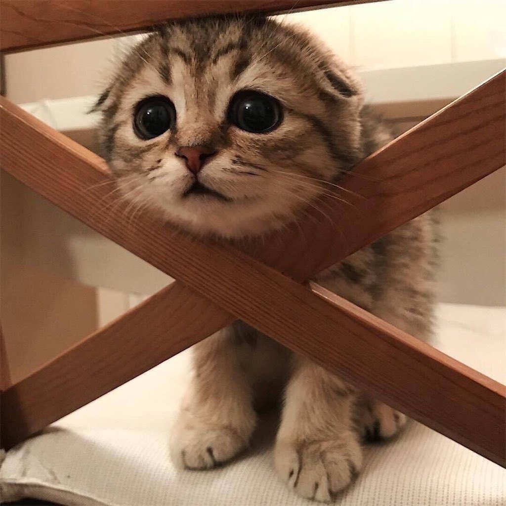 ꒰ หวายมีแมวชื่อแบบี๋ ·˚ ༘ tweet media