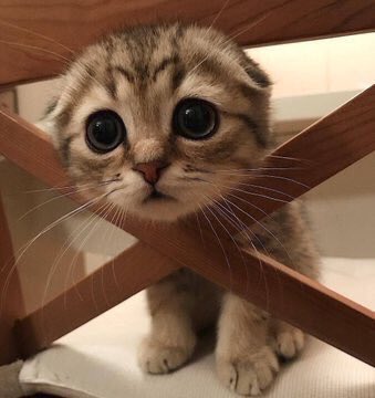 ꒰ หวายมีแมวชื่อแบบี๋ ·˚ ༘ tweet media
