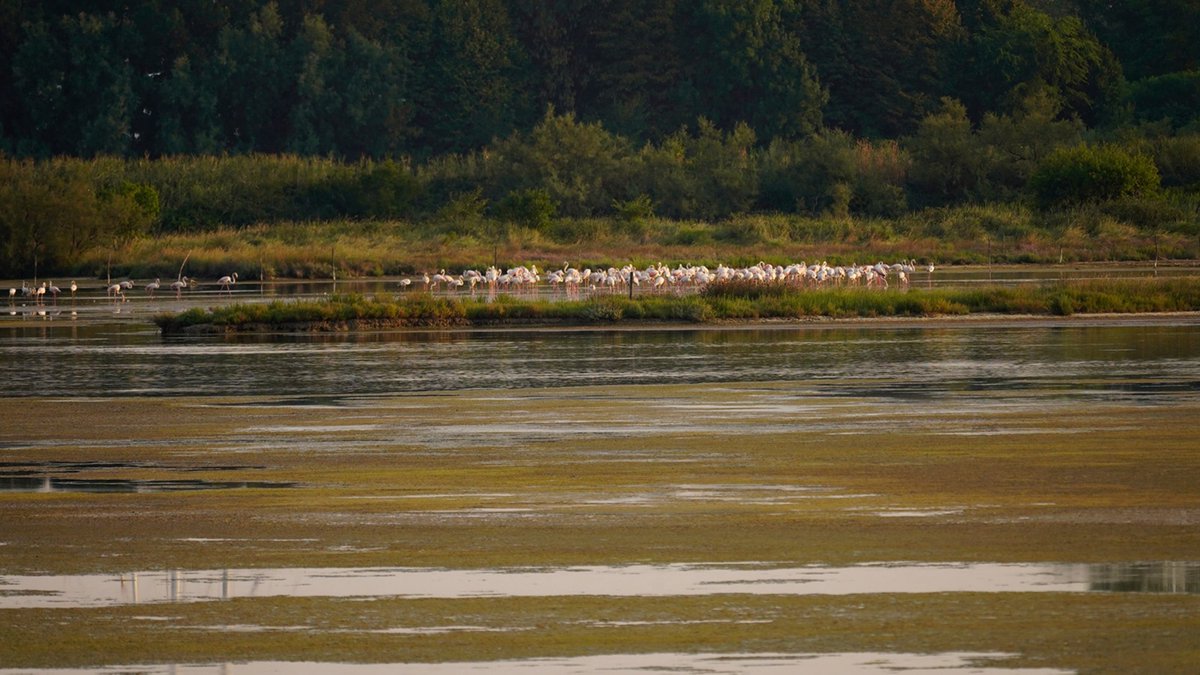 anboemo's tweet photo. .@AnimalPlanet -
#isola di #GRADO -
#Riserva #naturalistica #ValleCavanata con poca acqua e tante alghe: i #fenicotteri #rosa ritornano dopo mesi ma sono costretti a spostarsi in #laguna -. la situazione dovrebbe normalizzarsi entro fine mese -
ph @margit2002
su @il_piccolo https://t.co/WOv6dCx97T
