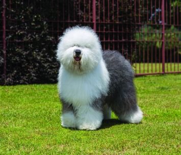 sluttyseagull's tweet photo. last night i was just googling photos of old english sheepdogs and crying https://t.co/zai7HghJg8