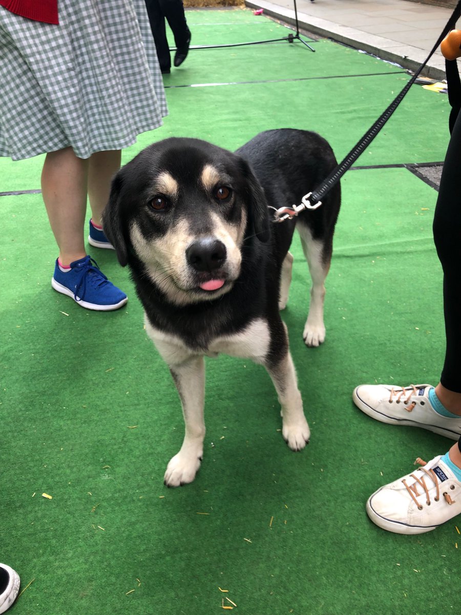 mychancerylane's tweet photo. Bring your dog over to #chancerylane today to enjoy the road closure as part of @cityoflondon initiative to experiment with vehicle-free roads
#lunchtimestreets starts at 12pm
#squarehighways #carfree https://t.co/sENn44Cnl1