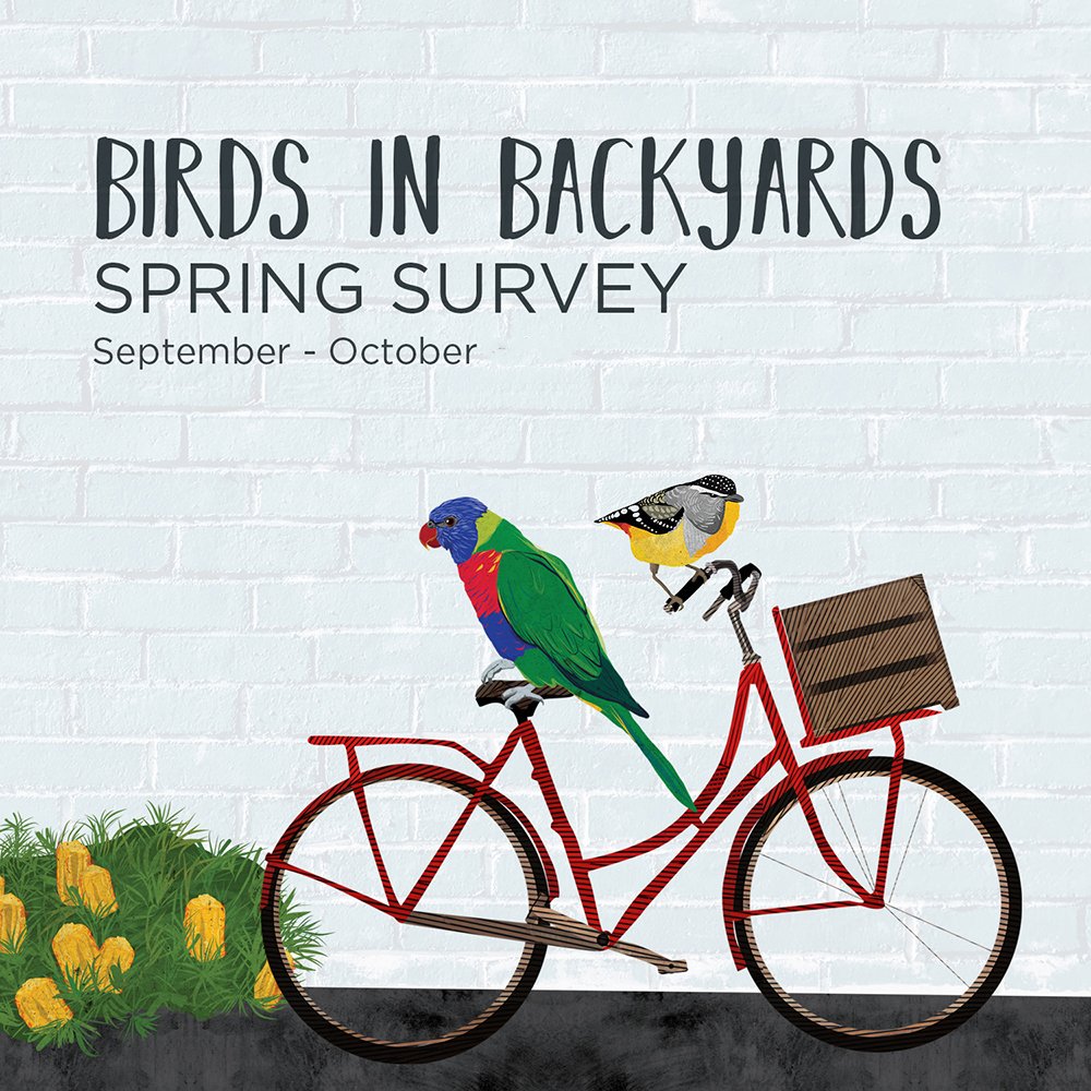 UrbanBirdsOz's tweet image. Shake off the winter chills and get out with the birds.  Record your 20 min Birds in Backyards Spring Survey during September and October via the #birdata web portal or app: birdsinbackyards.net
#birdlifeoz #citizenscience #birds #WildlifeOz