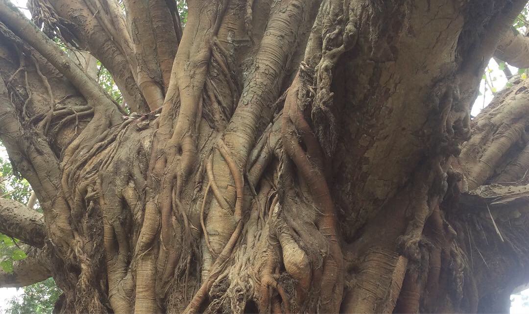 poemproducer's tweet image. revisiting the recordings of the #sonicwilderness #treeing session in Hanoi for upcoming shows in Berlin #blindsignal #vtnmgrmn #grmnvtnm
blindsignalberlin.com/grmn-vtnm