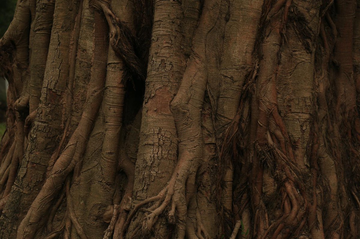 poemproducer's tweet image. revisiting the recordings of the #sonicwilderness #treeing session in Hanoi for upcoming shows in Berlin #blindsignal #vtnmgrmn #grmnvtnm
blindsignalberlin.com/grmn-vtnm