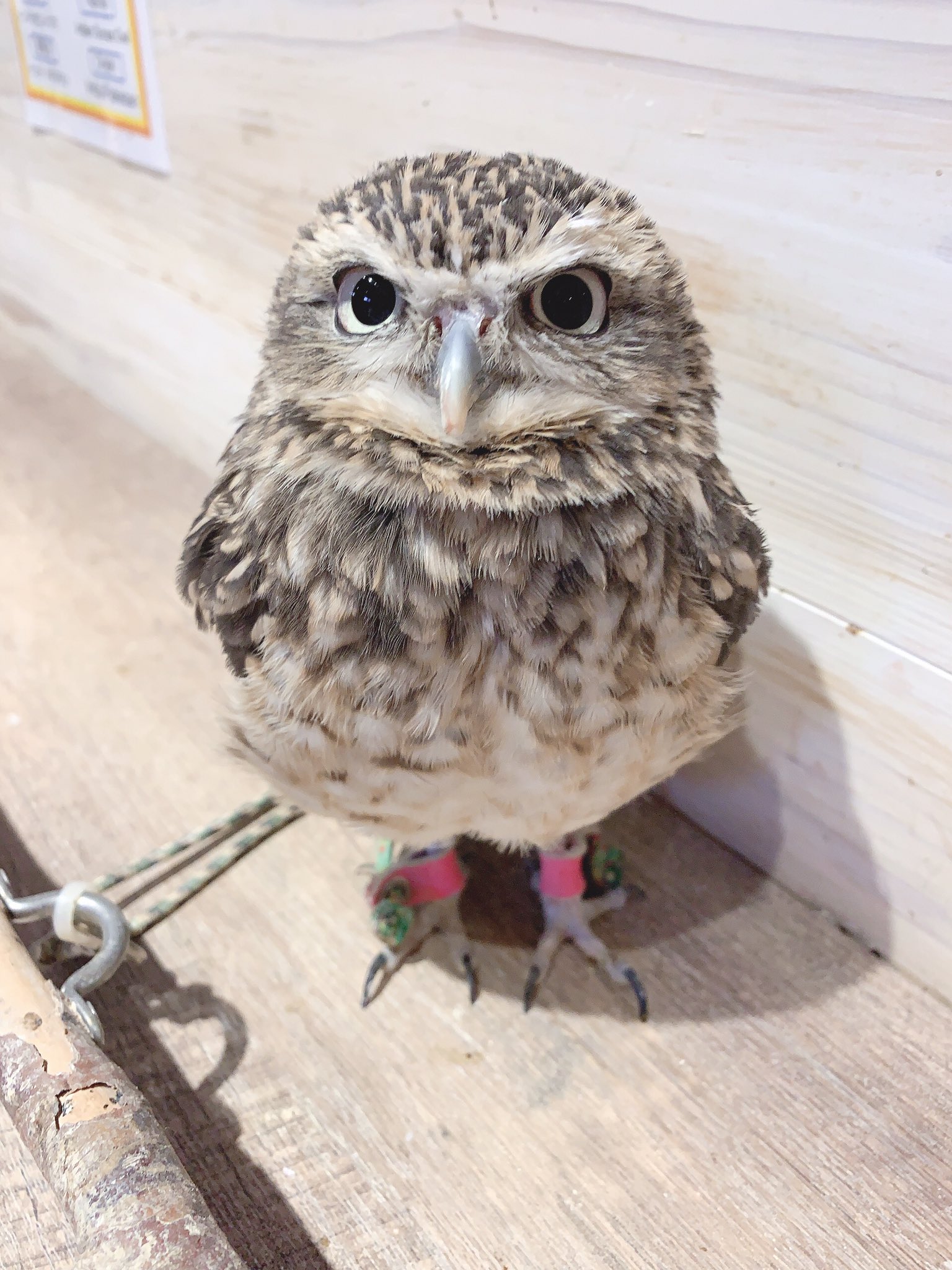 ふくろうのいるカフェ天神 こんにちは ふくろうのいるカフェ天神です スタイルがとってもいいアナホリくん そろそろ事務所からスカウトされ モデルデビューする日もちかいかも ふくろうのいるカフェ天神 フクロウカフェ ハリネズミ