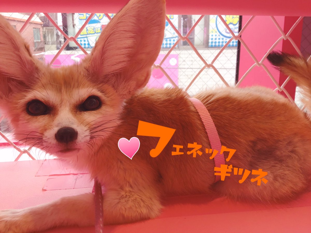 原宿かわいい動物園 こんにちは 原宿かわいい動物園ではたくさんの動物さんと触れ合うことができます モフモフさんにもチクチクさんにも会いに来てください 原宿 かわいい 原宿かわいい動物園 デート Harajuku Animalcafe Pink Oasisu