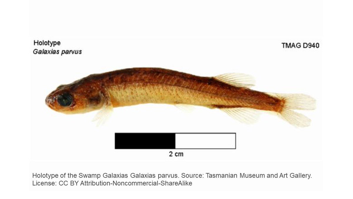 ICON_Science's tweet image. Something that may be of FINterest
🐟🐟🐟🐟🐟, five endemic Tasmanian freshwater fish are threatened with extinction: Swamp Galaxias, Saddled Galaxias, Swamp Galaxias, Shannon Paragalaxias, Great Lake Paragalaxias 🐟🐟🐟🐟🐟
#untweetables (30, 31, 32, 33, 34) #aquaticConservation