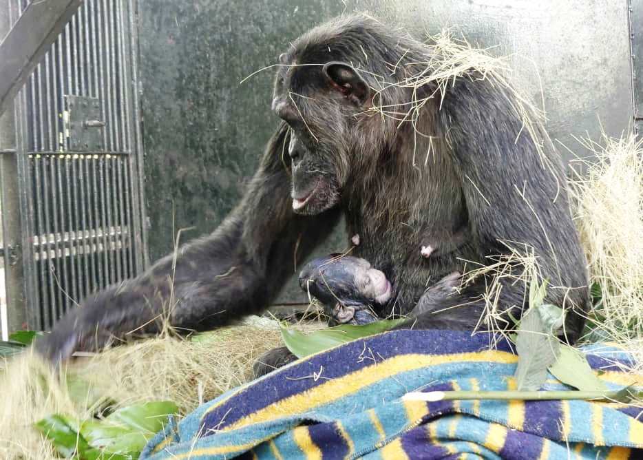 ngambaisland's tweet photo. BREAKING NEWS
It's a girl!😍
Yesterday our very own Chimp Natasha gave birth to bouncing a baby Girl. Natasha is one of the first chimps to arrive at #Ngamba on 12th October 1998. She was named the most intelligent #chimpanzees in 2014by Max Planck Institute in Germany. https://t.co/VBCjIUUyy0