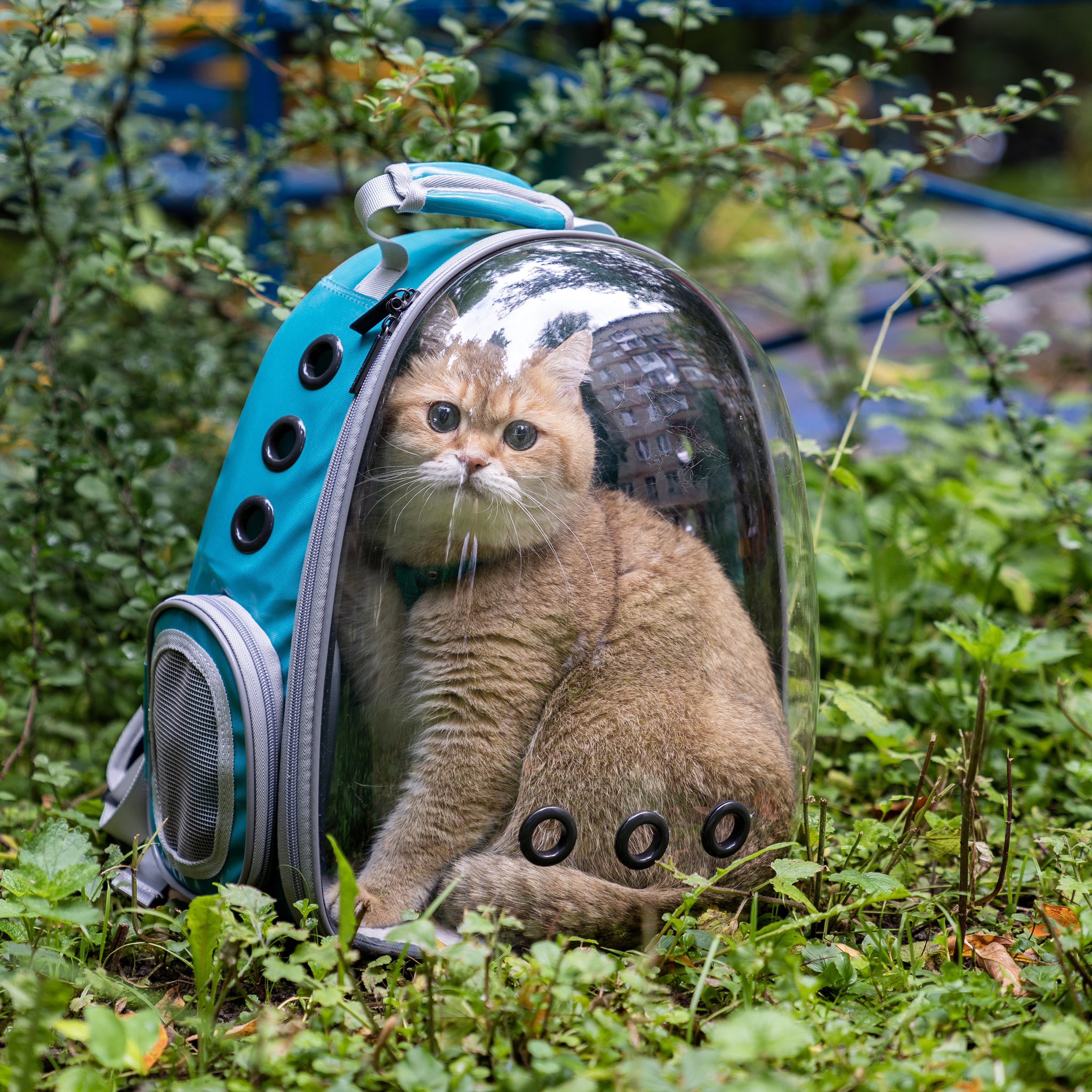 Hosico cat backpack cheap
