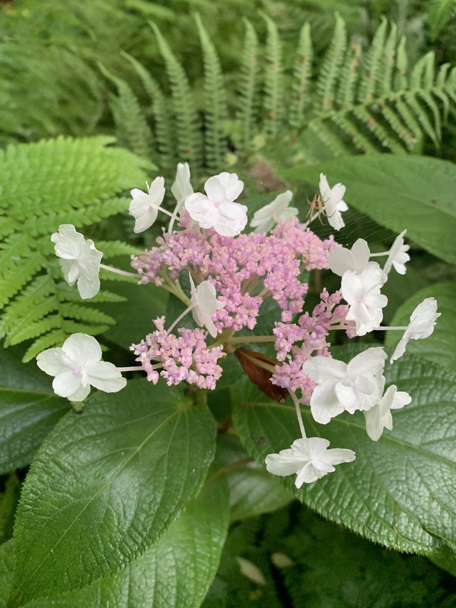 One of the best later flowering Hydrangeas, H. involucrata ‘hortensis’ is not that common in gardens, but deserves to be more widely planted. 
#holkerhall #lakedistrict #cumbria #hydrangea