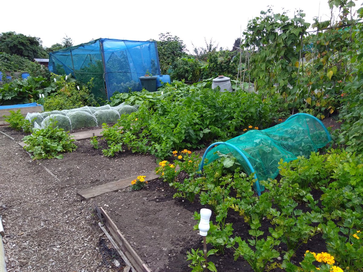 canudigit15's tweet photo. Seasons changing on the #allotment crops being harvested leaving temporary empty beds. #plot15 #plot9 https://t.co/wdScFQg1FE