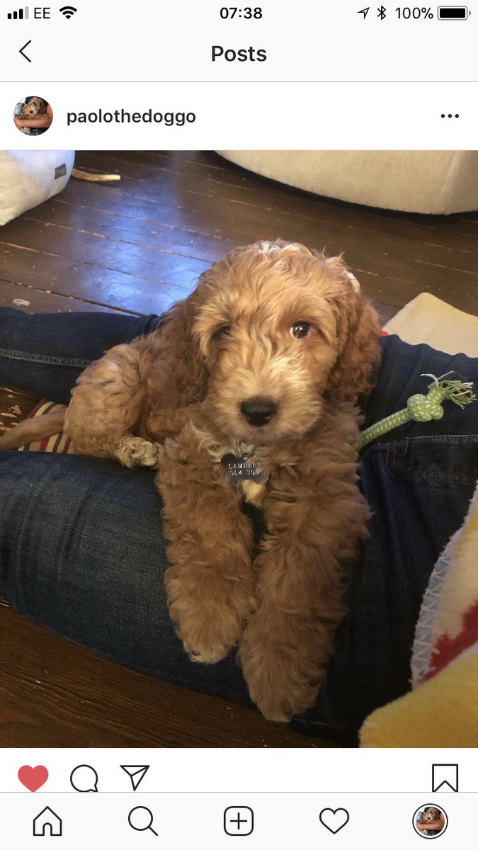 karenlambert01's tweet photo. Day 3 with The Lambert’s!🐶 #paolothecockapoo #paolothedoggo #cockapoo @InspiralGraham https://t.co/E61Izuq7vI