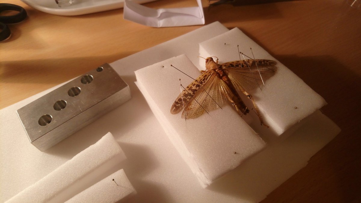 Turned my hotel room into a mobile pinning station in preparation for my visit to the @NHM_IAC today!

Getting ready to microCT scan some #insects for the @BiodarProject!