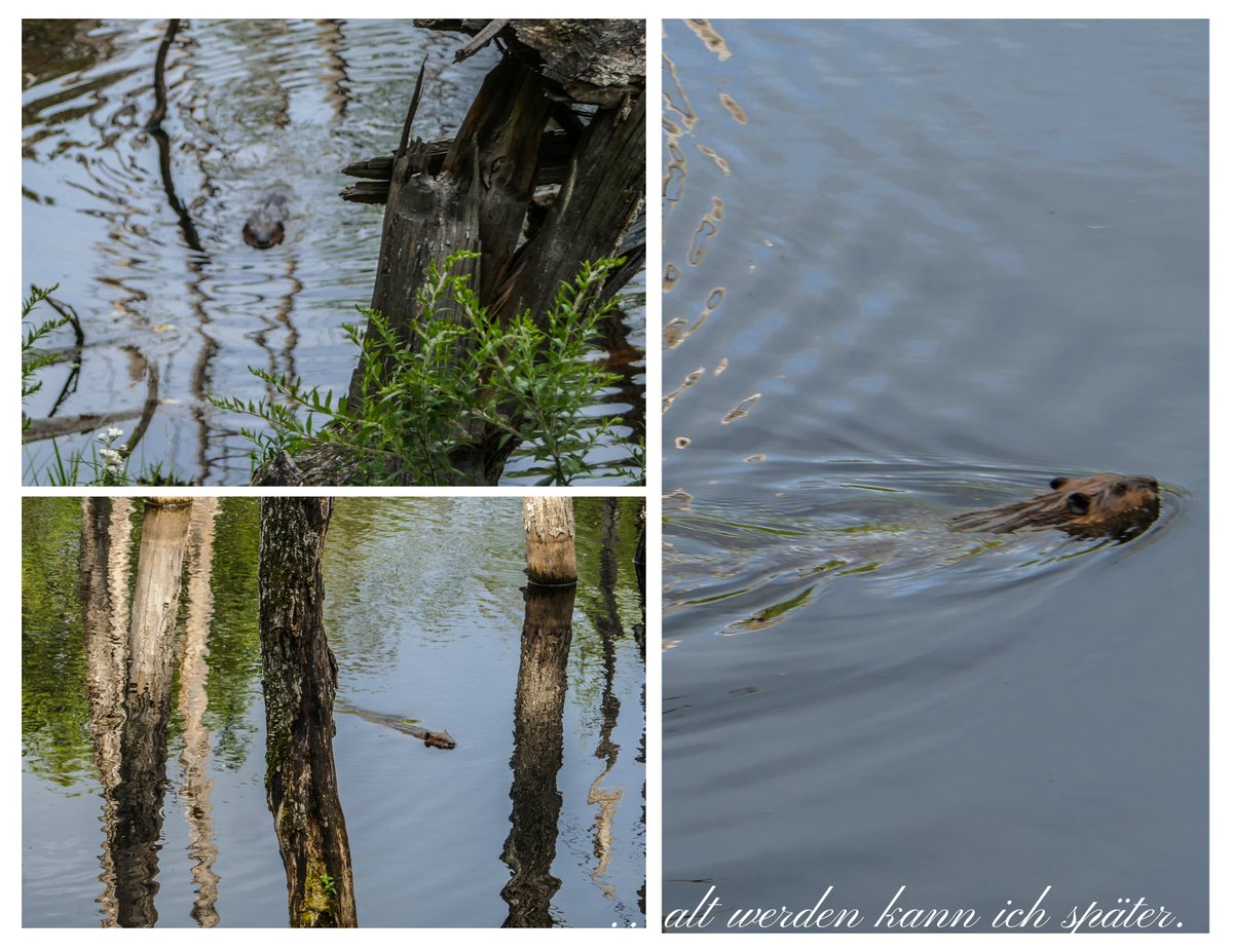 Regula_Blog's tweet image. Der Blogbeitrag zu der Reise zu den First Nations in Ostkanada ist erschienen. altwerden-spaeter.blog…/first-nations-in-ostka…/ Viel Spass beim Lesen und Danke fürs Weiterleiten