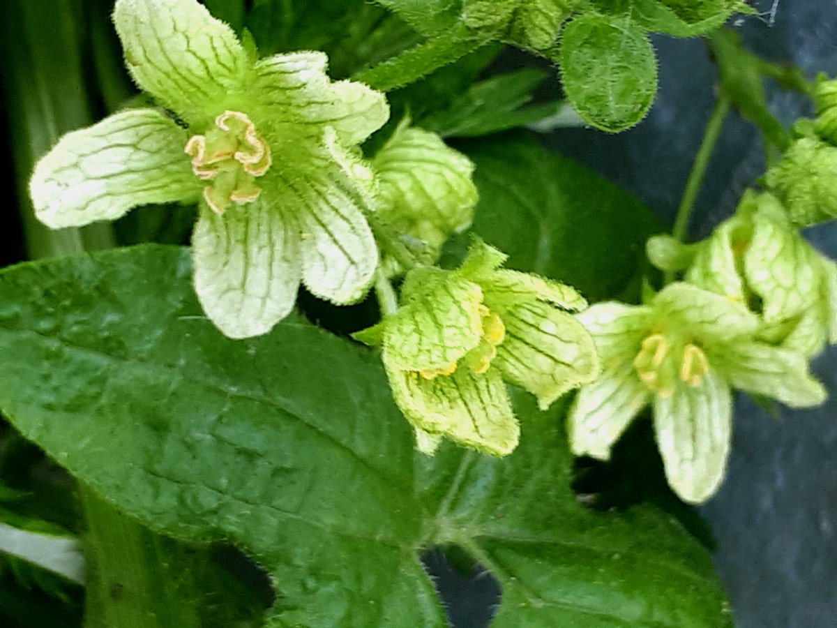 VeckioUKNature's tweet photo. One of my favourites- White Bryony or Green-poisony-witchy-wort #makeupawortname #wyrtwednesday https://t.co/usscHRG4sG