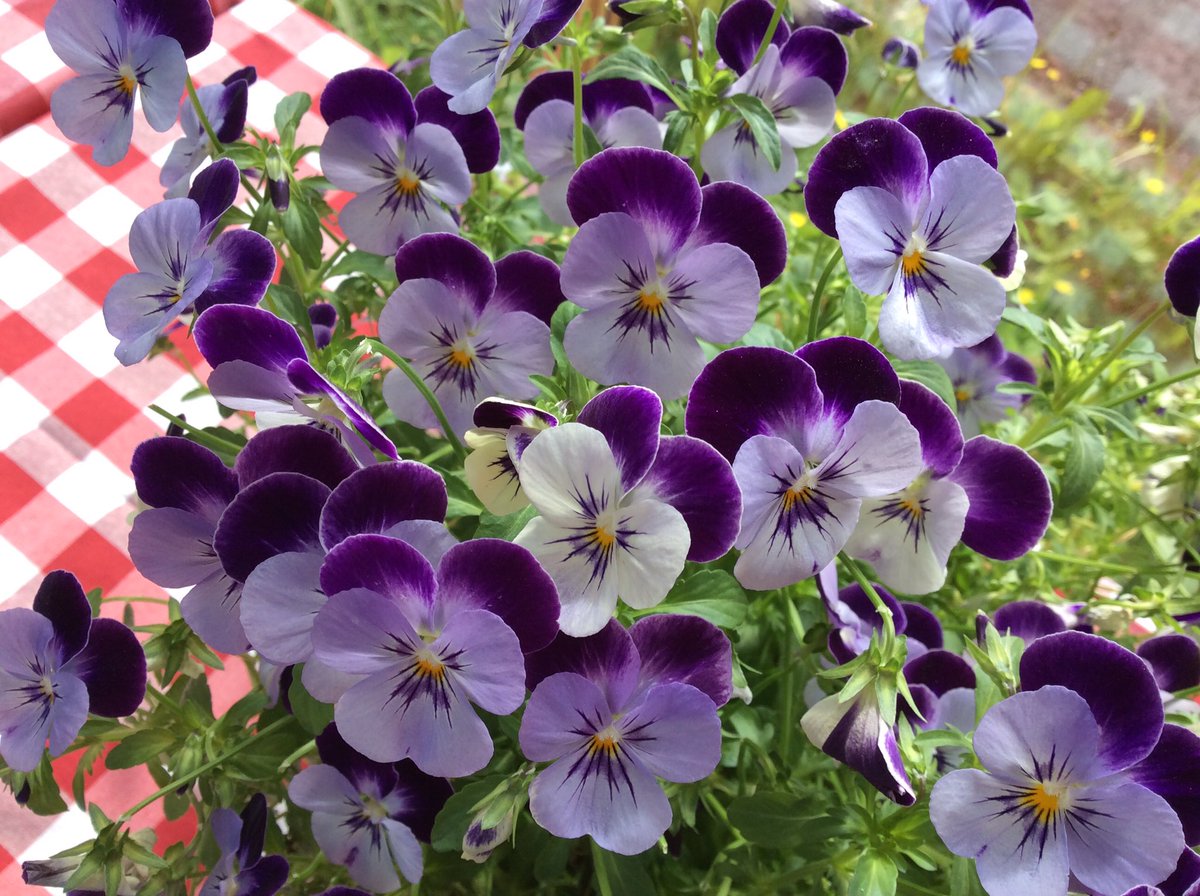pkfoibe's tweet photo. #HerätysHyvänElämänAamuun #Foibekartano #Periscope-lähetys alkaa https://t.co/C1lB8HxnVD