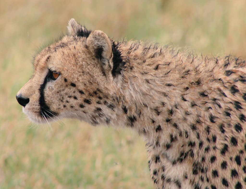 BushdriftersTz's tweet photo. Beautiful Creature
#Tanzania #Tourism
#WednesdayThoughts https://t.co/N9VUC9DSeo