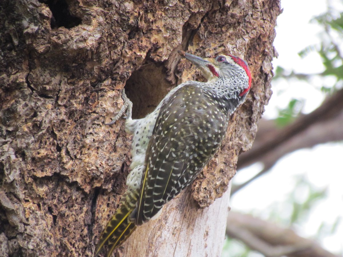 CapturedinKenya's tweet photo. Wood pecker making its nest on a tree using the beak as a chisel. https://t.co/9clWTW5dLs