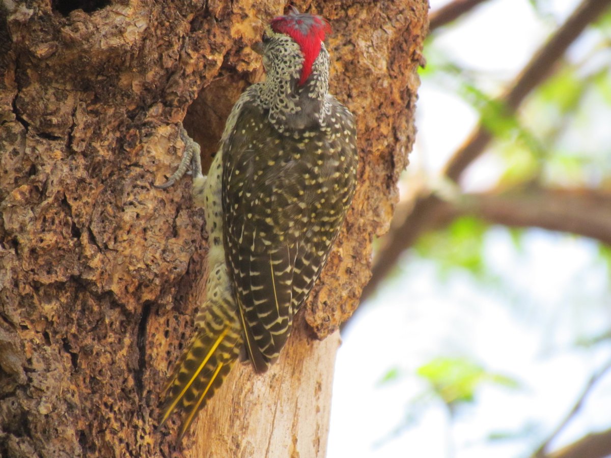 CapturedinKenya's tweet photo. Wood pecker making its nest on a tree using the beak as a chisel. https://t.co/9clWTW5dLs