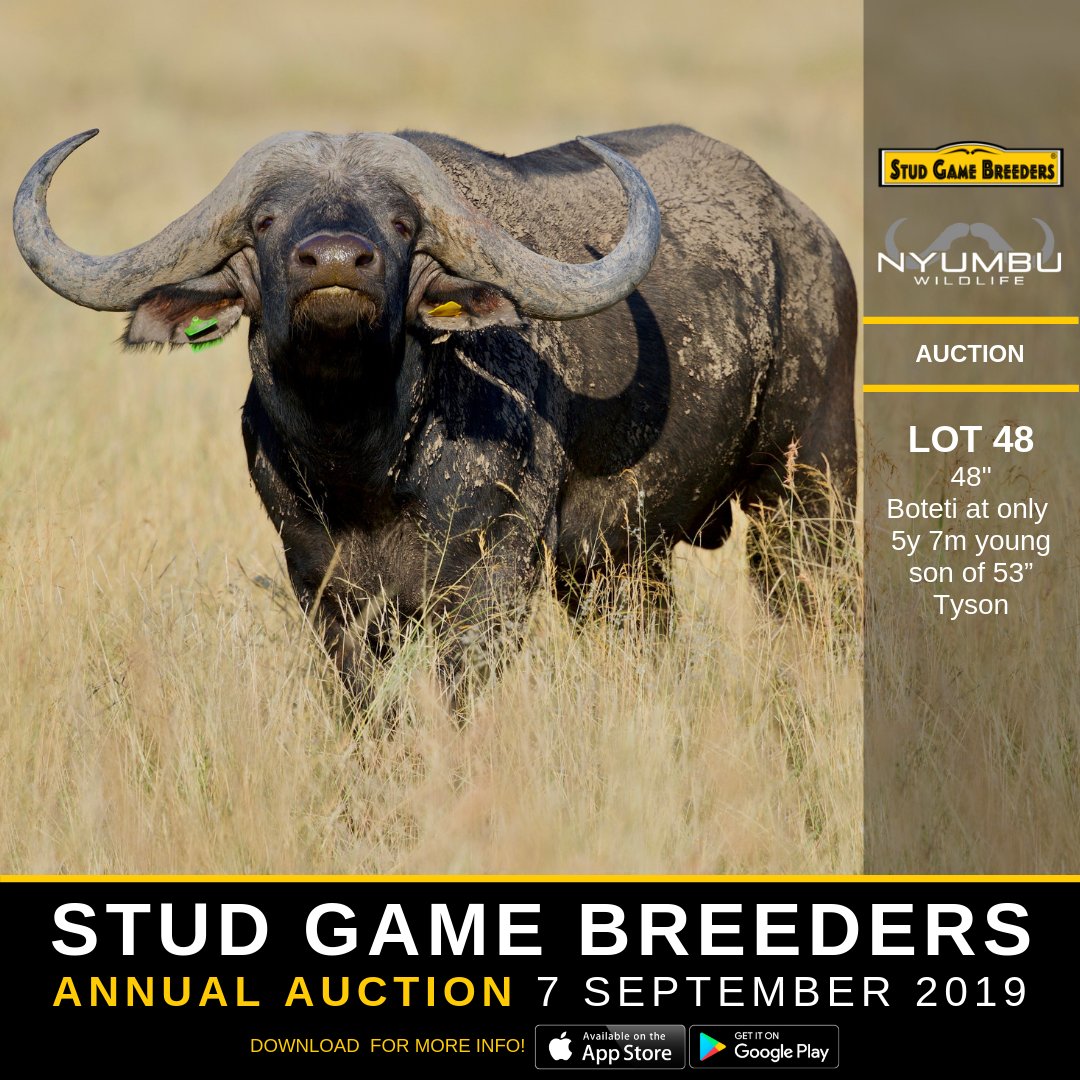 Stud Game Breeders tweet media