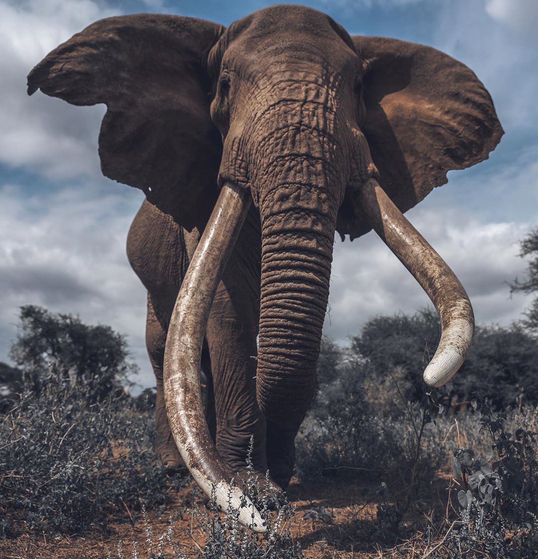Meet big boy Craig of the Amboseli. He is 47 years old and is one of the biggest tuskers alive in the world today. You'd also strut your stuff if you were this magnificent! Photos by Mark Drury