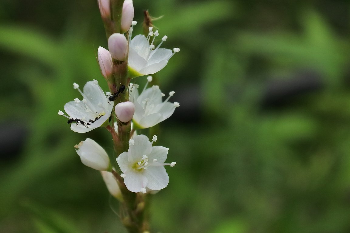 漱石枕流 シロバナサクラタデ 白花桜蓼 By J5 タデ科の花としては大きく 清楚な白い花を咲かせる シロバナサクラタデ 花の径は約７ ８mm 野草 野の花 白い花 シロバナサクラタデ 白花桜蓼 暦生活写真部 T Co Sosp49idt2 Twitter