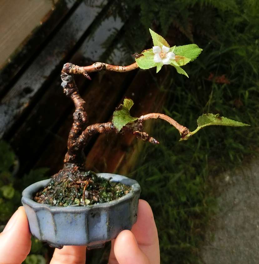 5ｃｍ盆栽 盆栽 Bonsai ミニ盆栽 Minibonsai シキザクラ 桜 挿し木 夢陶鉢 暑くてヘロヘロになっているというのに咲いてくれました