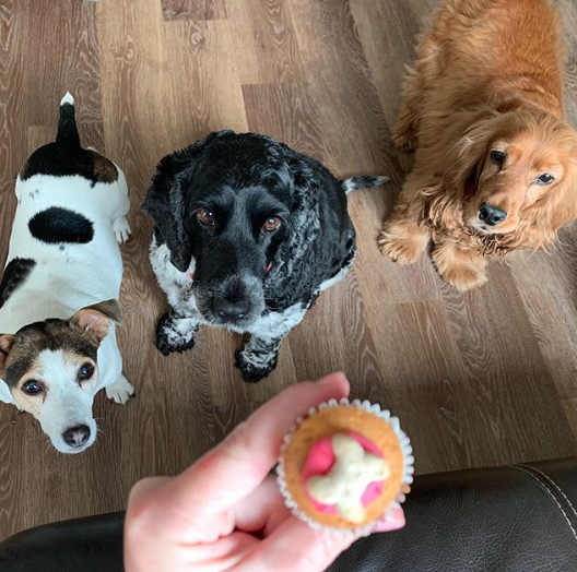 BarkingBakery_'s tweet photo. @chloeandsaffy
🐶 A Trio of puppies, for a trio of #woofins 😋 They each had a pawlicking Pud X
#cakesfordogs #puppydogpals #dogbakery #dogcookies #dogtreat #pupcake #dogtreats #pamperedpooches #dogcakes #dog #dogs #woofins #thebarkingbakery #boopmynose https://t.co/aaSMtzgGYT