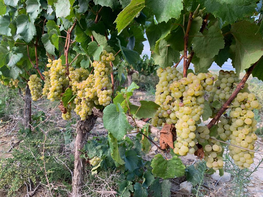 coopviver's tweet photo. La víspera del día "V". V de vendimia.
Mañana recogeremos pequeñas nubes de las viñas de Viver, donde tenemos la Chardonnay.
La uva está estupenda. Nuestra gente, preparada.
#Nube
#Lapieldelavid
#vinodeautores https://t.co/5lx8xJlUYX