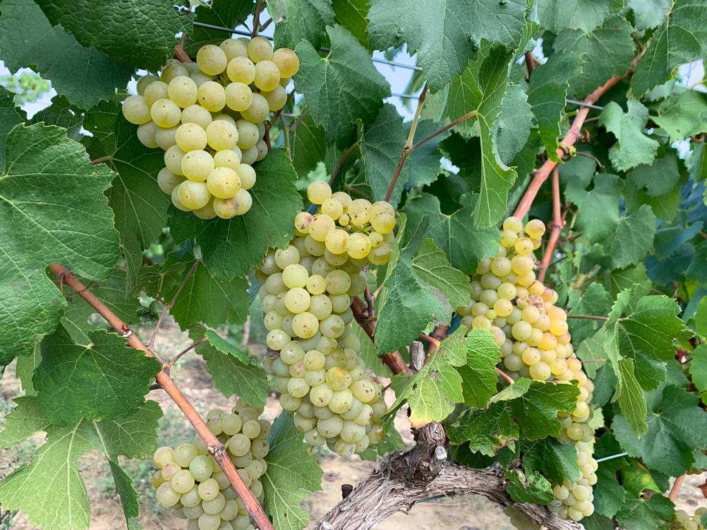 coopviver's tweet photo. La víspera del día "V". V de vendimia.
Mañana recogeremos pequeñas nubes de las viñas de Viver, donde tenemos la Chardonnay.
La uva está estupenda. Nuestra gente, preparada.
#Nube
#Lapieldelavid
#vinodeautores https://t.co/5lx8xJlUYX