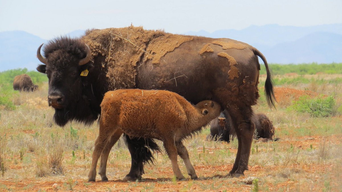 #FelizMiércoles
Con las crías de #Bisonte (Bison bison) que nacieron este año, tenemos 210 ejemplares saludables en la Reserva de la Biósfera #Janos, #Chihuahua. 😍 #ConéctateConLaNaturaleza #PrimerInformeGobMx 🐂🌿🌾👏