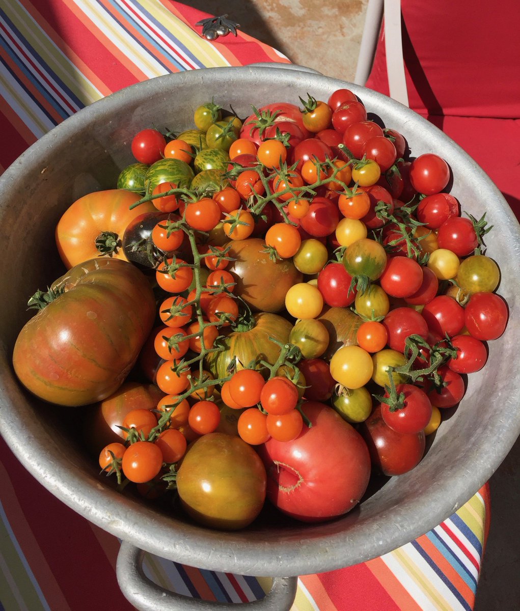 SanglierCellars's tweet photo. Garden candy from the Sanglier Home Ranch. #sangliercellars #heirloomvegetables #visithealdsburg https://t.co/U6hQBBorUa
