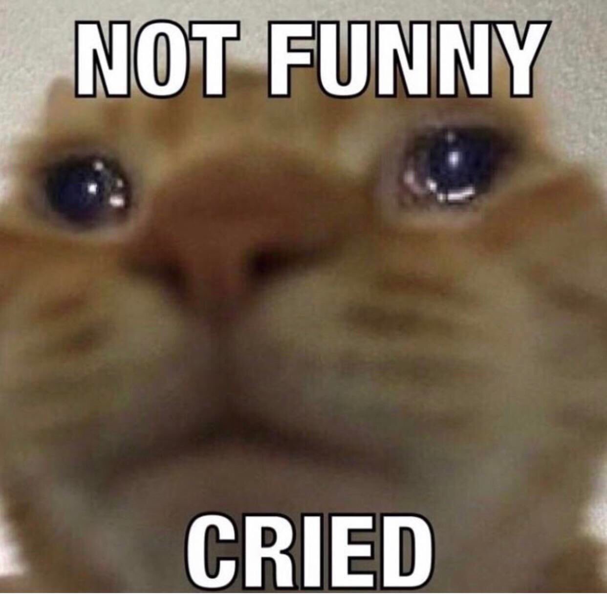 SAD CAT, MEME