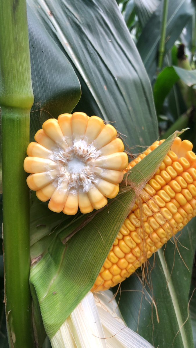 Doran Johnson tweet media