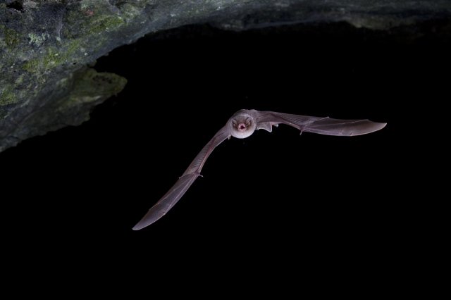 BAT #402
Miniopterus mahafaliensis from southern Madagascar.