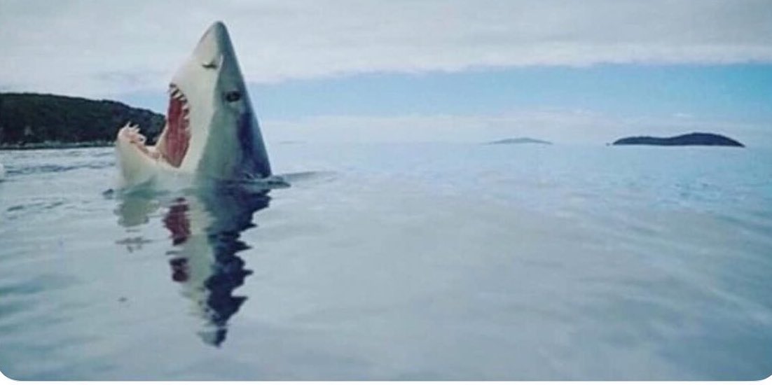 Letuitero_'s tweet photo. Un tiburón golpeándose el dedo chiquito del pie. https://t.co/EEB4re5Ozy