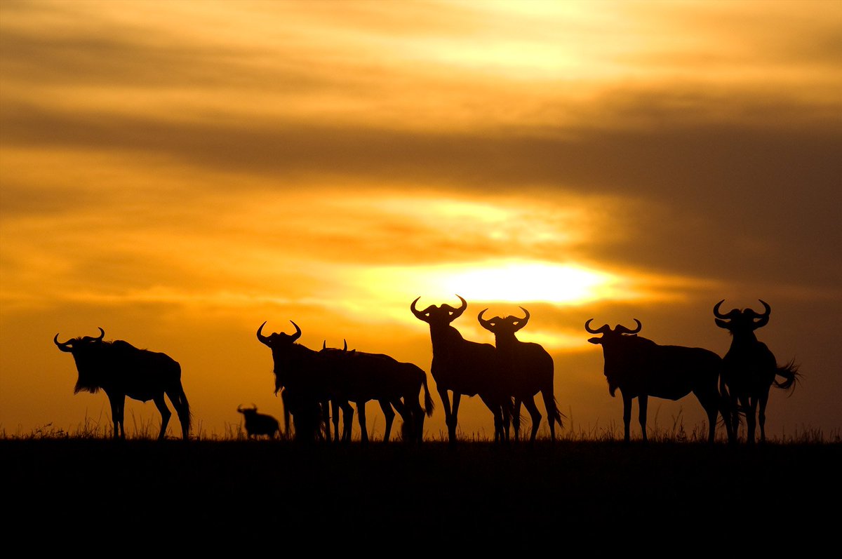 #WildlifeWednesday #Tanzaniawildlife #Africatravel @AsiliaAfrica Ubuntu Migration Camp in #Tanzania #Serengeti @MeetAnimals #ttot