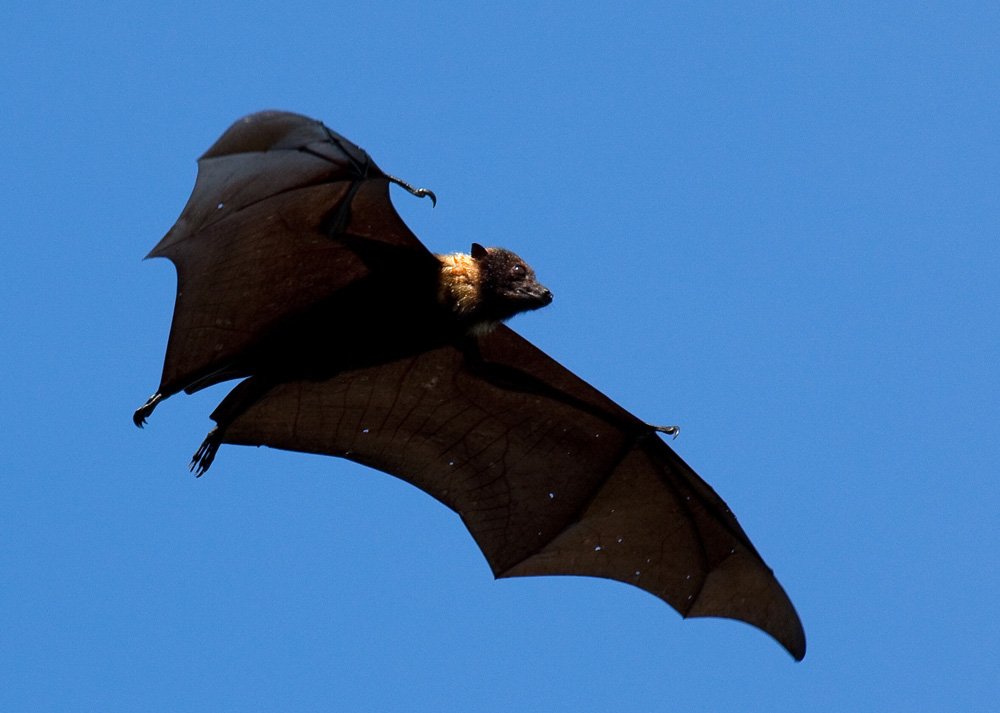 BAT #407
The insular flying fox (Pteropus tonganus).

(Photo: Ryan Photographic)