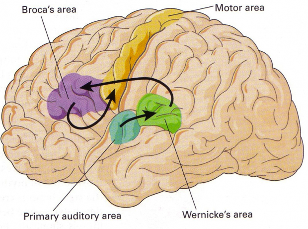 qwizbowl on Twitter: "Broca's Area is a region of the brain that controls  speech production and language processing #quizbowl… "