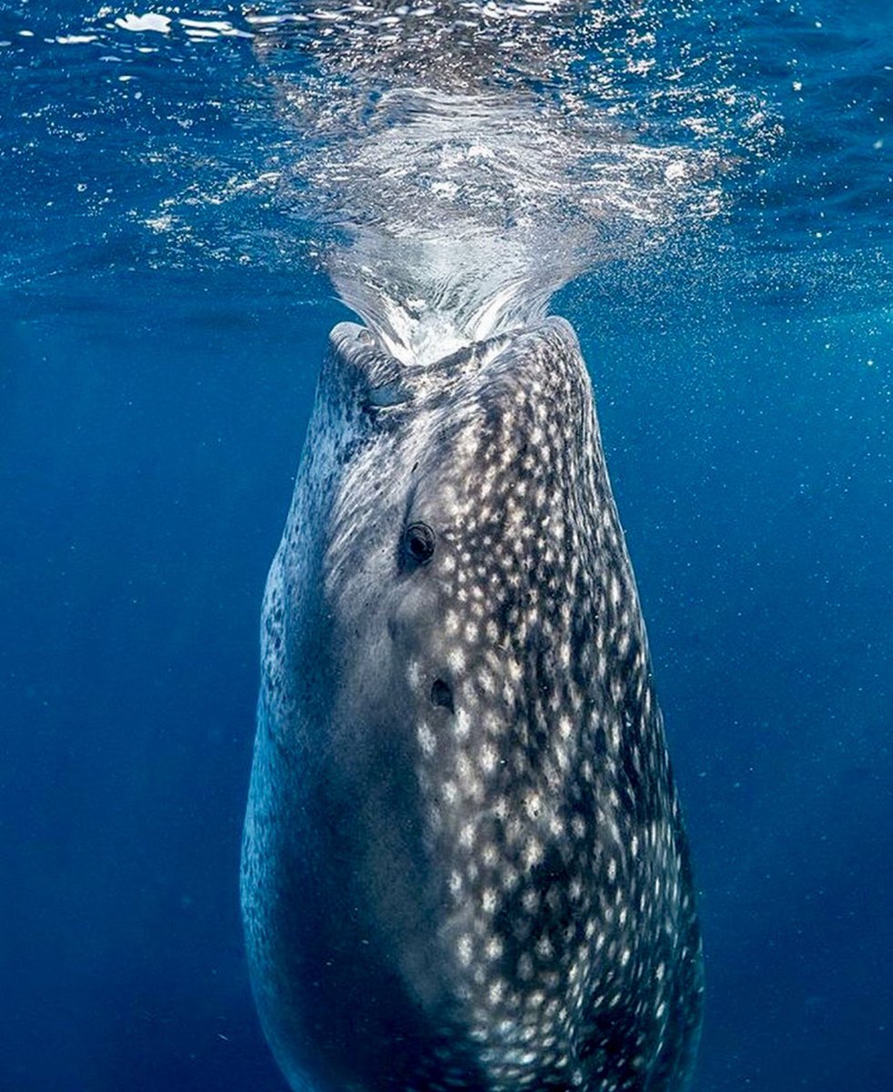 Китовая акула австралия. Китовая акула хищник. Китовая акула икра. Бебра кита. Китовая акула икра.