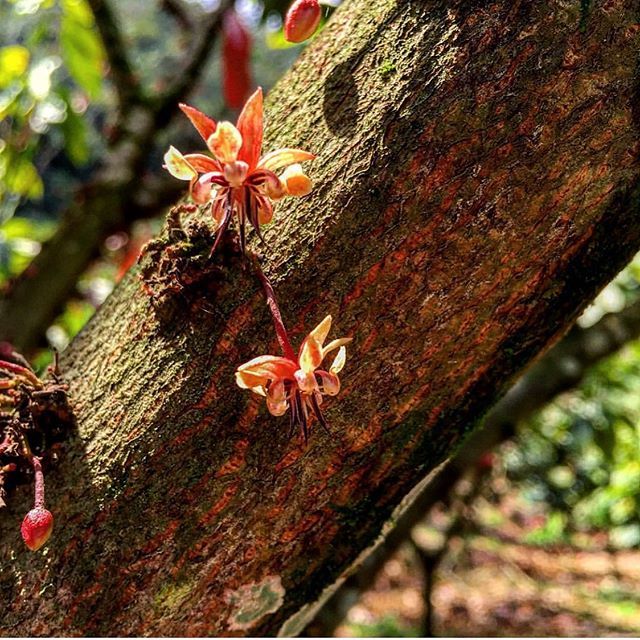 cape_chocolate's tweet photo. The flowers that give us delicious chocolate. #cacao #blossom #theobrama #flower #cauliflory #pollinate #midges #fruit #chocolate #cacao #beantobar #origin #20degrees #botanical #smallbatch #directtrade #artisanal #smallbusiness #chocolatefactory #cafe #truro #capecod #knowwโฆ https://t.co/6e51aYgfeq